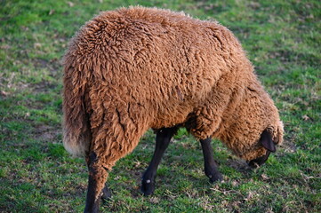 Sheep grazing in the field. Concept for animals and agriculture.