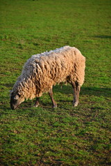 Naklejka premium Sheep grazing in the field. Concept for animals and agriculture.