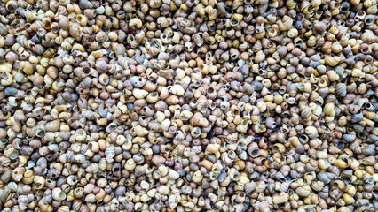 Many empty snail shells in natural brown tones forming organic seamless background. Top view texture