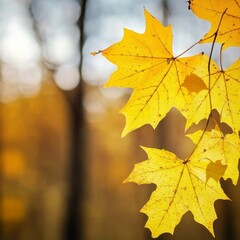 Fototapeta premium Golden Maple Leaves Dancings in the Autumn Breeze A Serene Forest Landscape at Sunset Glow