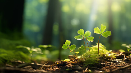 Petits trèfles planté dans la nature à côté de mousse et gazon dans une forêt lumineuse. Rayon du soleil qui pénètre à travers les feuilles des arbres. Calme, apaisant. Extérieur, nature.