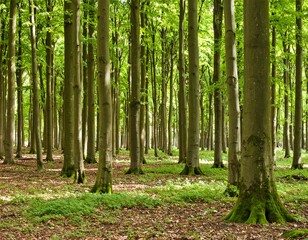 Obraz premium Sunlight filters through a dense beech forest