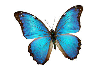 Obraz premium A vibrant blue morpho butterfly with intricate wing patterns is isolated on a