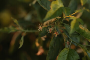 花びらが散り蕊だけが残ったズミ