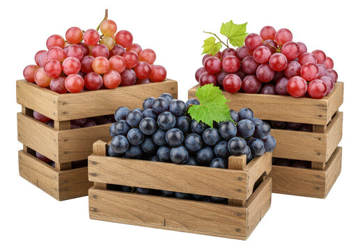 Three wooden crates are filled with fresh red and purple grapes creating a