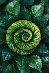 Obraz premium Close-up of Captivating Verdant Tea Plant Foliage Arranged in Spiraling Form Amidst Lush Greenery