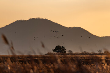 migration birds flying on the reed field during sunset