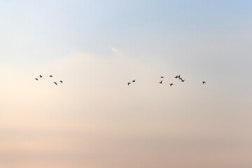 migration birds flying in dusk