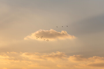 migration birds flying in dusk