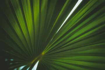 Obraz premium Green palm leaf veins nature tropical