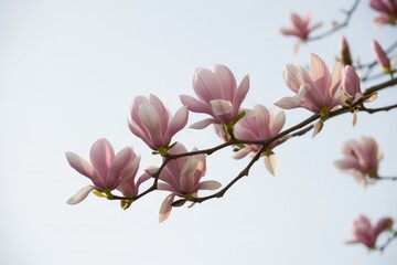 Obraz premium Pink magnolia blossoms on branch spring blossoms flowering tree