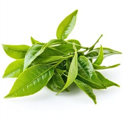 Obraz premium A bunch of fresh green tea leaves leaf ingredients beverage.