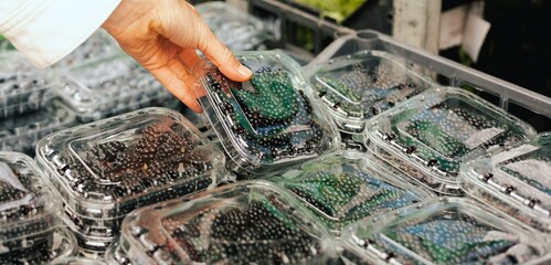 Close-up of hand with fresh berry in plastic packaging at local urban market. Organic produce on...