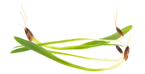 sprouted wheat seeds with roots and green shoots on transparent background.