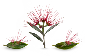 pohutukawa flower, a vector illustration on transparent background.