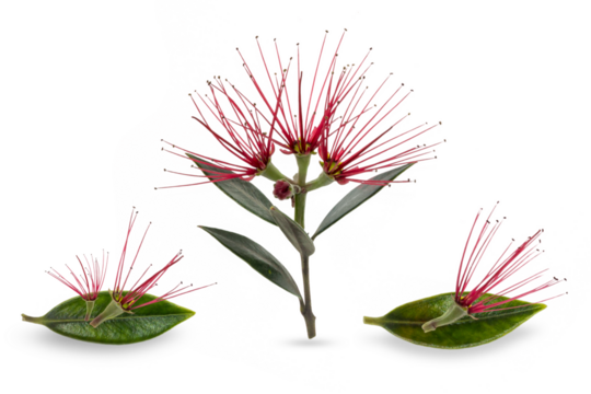 pohutukawa flower, a vector illustration on transparent background.