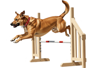 Dog jumping over hurdle in agility competition isolated on transparent background