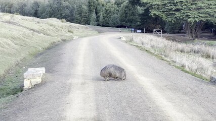 a wombat in Maria Island Tasmania Australia