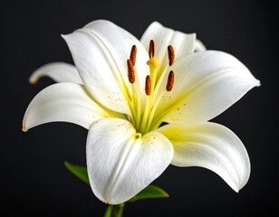 Fototapeta premium Close-up of a white lily (3)