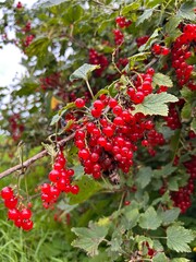 red currant on a branch
