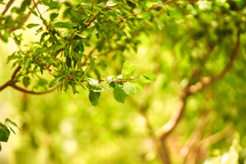 Lush green leaves sway gently in the warm sunlight of a serene garden setting