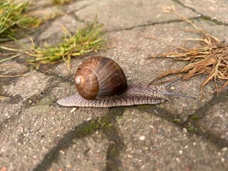crawling snail on asphalt
