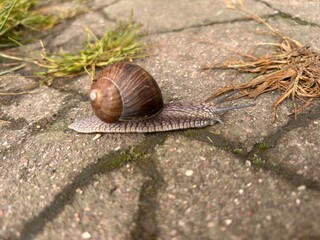 crawling snail on asphalt
