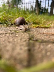 snail on asphalt
