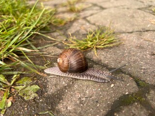 snail on asphalt
