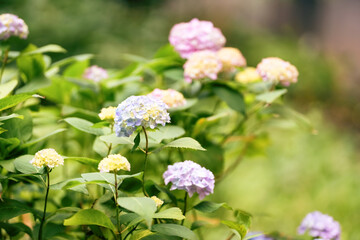 Vibrant hydrangea blooms in a serene garden during a sunny afternoon