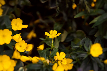Bright yellow flowers blooming in a garden during springtime showing vibrant colors and lush greenery