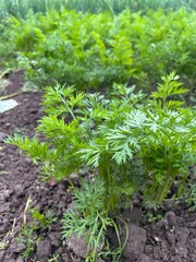 carrot sprouts, carrot tops
