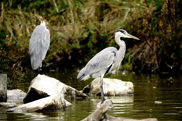 close up of a heron