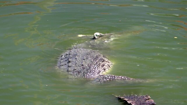 A pair of crocodiles mating in the water