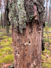 diseased tree, pine tree without bark, pine bark
