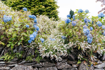 Blue Hydrangeas Growing Over Stone Wall