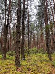 Fototapeta premium forest view 