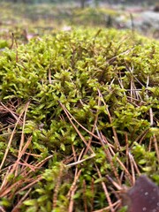 background with moss and pine needles
