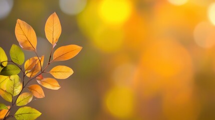 Fototapeta premium Beautiful autumn leaves glowing in warm sunlight during fall season