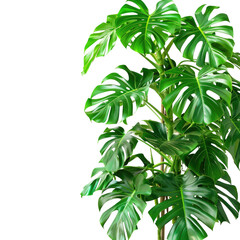 Obraz premium Lush monstera plant, vibrant green leaves