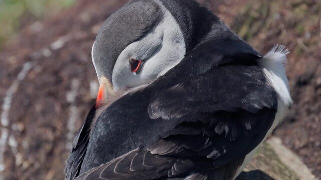 Closeup of a puffin resting, slow-motion