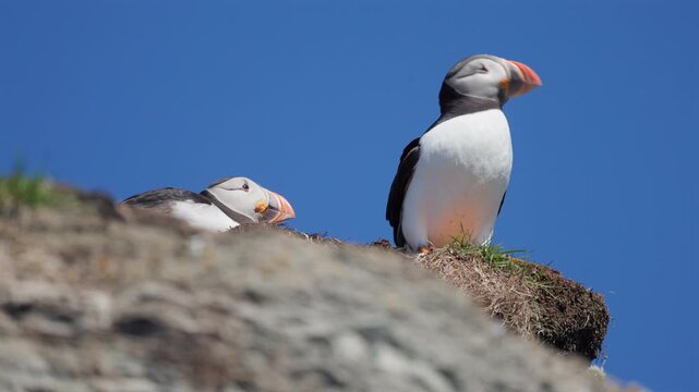 Puffin on a cliff from upward angle, blue sky background, slow-motion