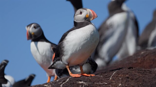 Puffin in the foreground, other birds in the background, slow-motion