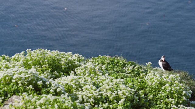 Puffin on a lush cliff with white arctic flowers, out of focus ocean in the backround with birds flying, slow-motion