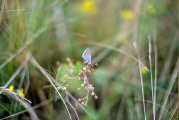 Small butterfly resting on grass blade