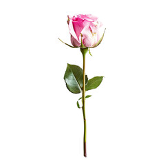 Single pink rose, vertical