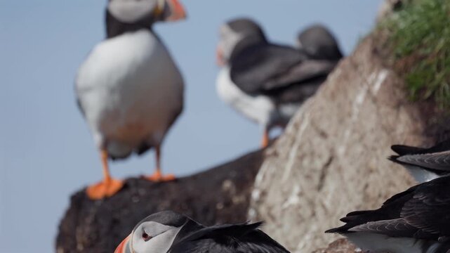Puffins on a cliff, tilt up, slow-motion