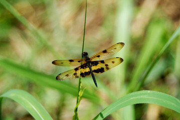 Yellow - barred flutterer ( Rhyothemis phyllis ) dragonfly with brown pattern on the side of the body , Predator insects on leaf with natural green background