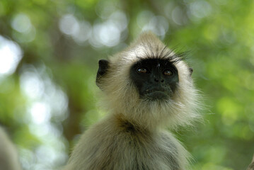 A Southern Hanuman Langur in Yala National Park in Sri Lanka