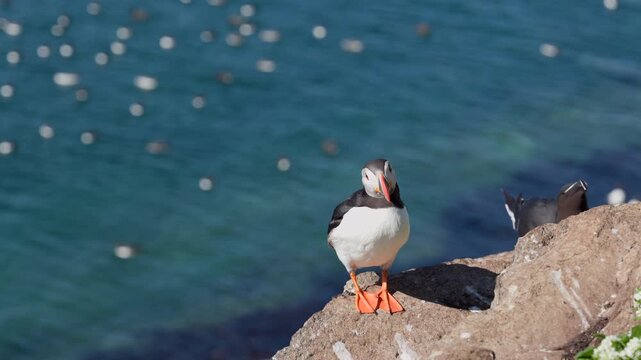 Puffin standing on a cliff with blurry ocean in the background, slow-motion